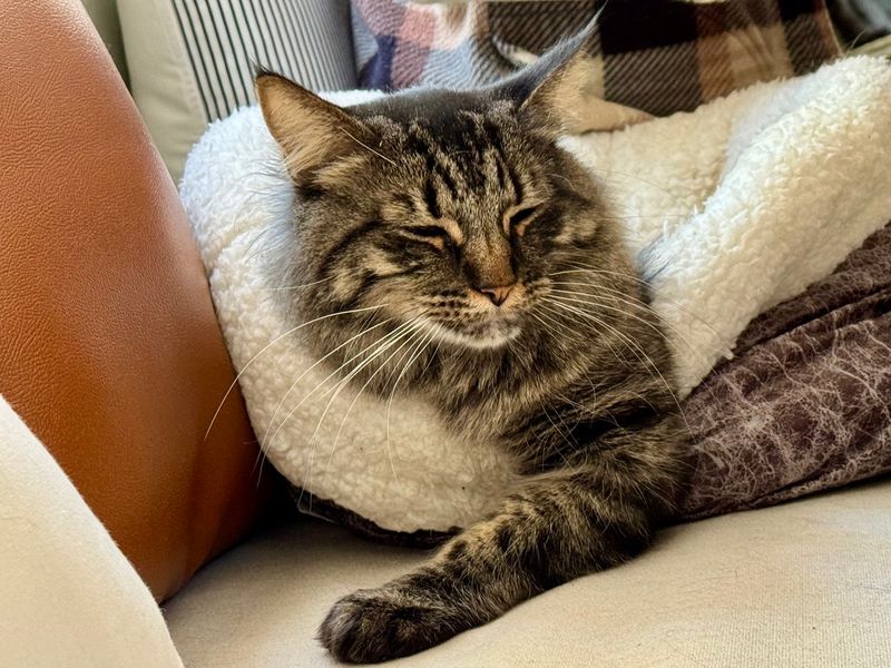 Surrendering a Cat When Life Takes an Unexpected Turn Surrendering a Cat When Life Takes an Unexpected Turn