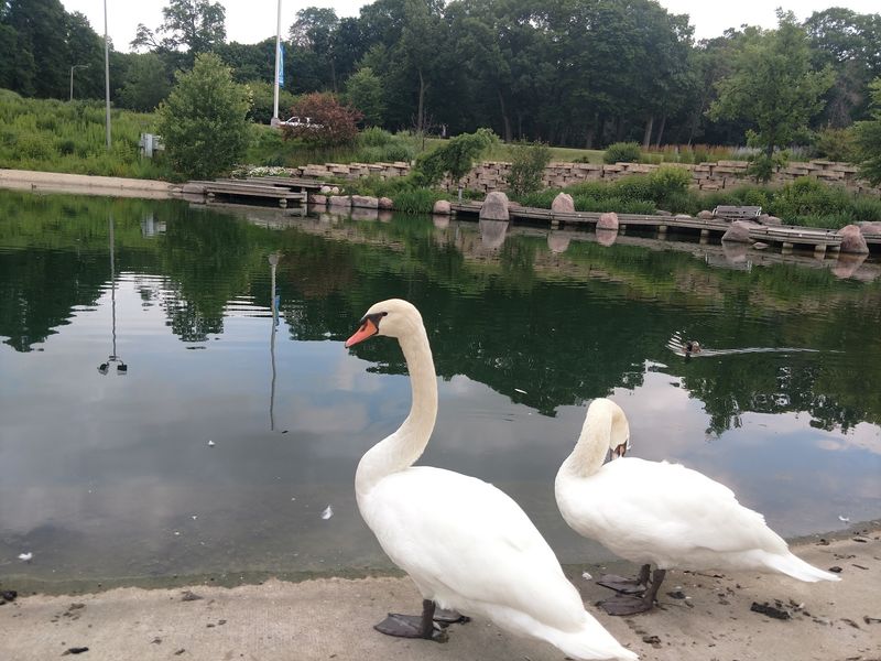 Swans, Wildlife, and the Living Ecosystem Outside Swans, Wildlife, and the Living Ecosystem Outside