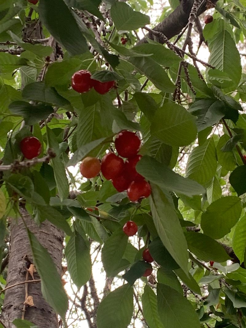 Sweet Cherries Ripe for the Picking Sweet Cherries Ripe for the Picking
