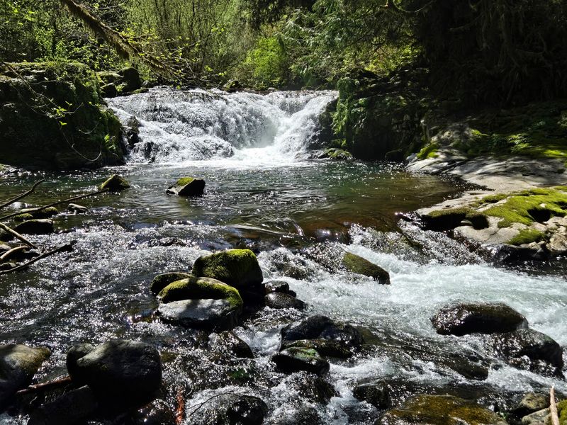 Sweet Creek Itself: The Star of the Show Sweet Creek Itself: The Star of the Show