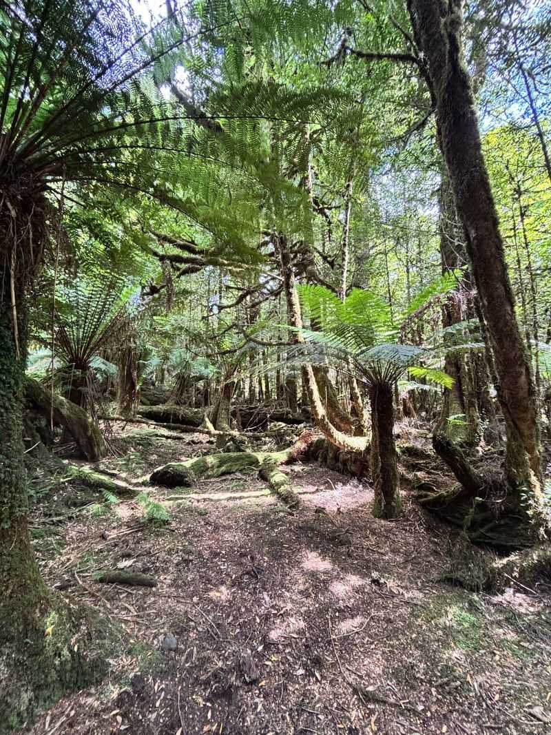 Takayna/Tarkine, Tasmania, Australia Takayna/Tarkine, Tasmania, Australia