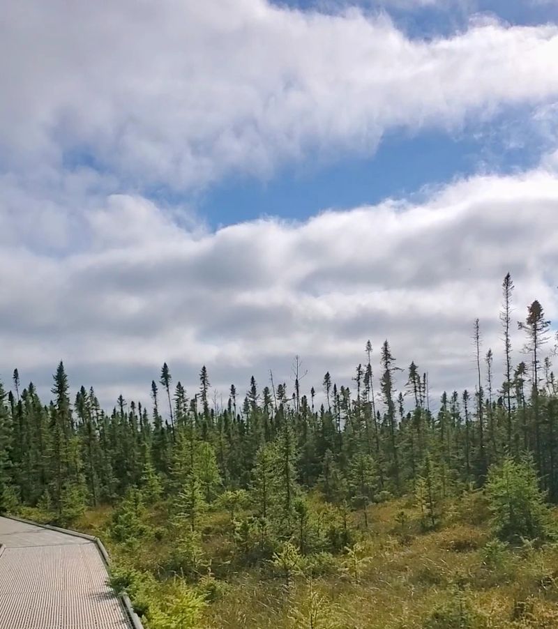 Tamarack Trees and the Strange Landscape They Create
