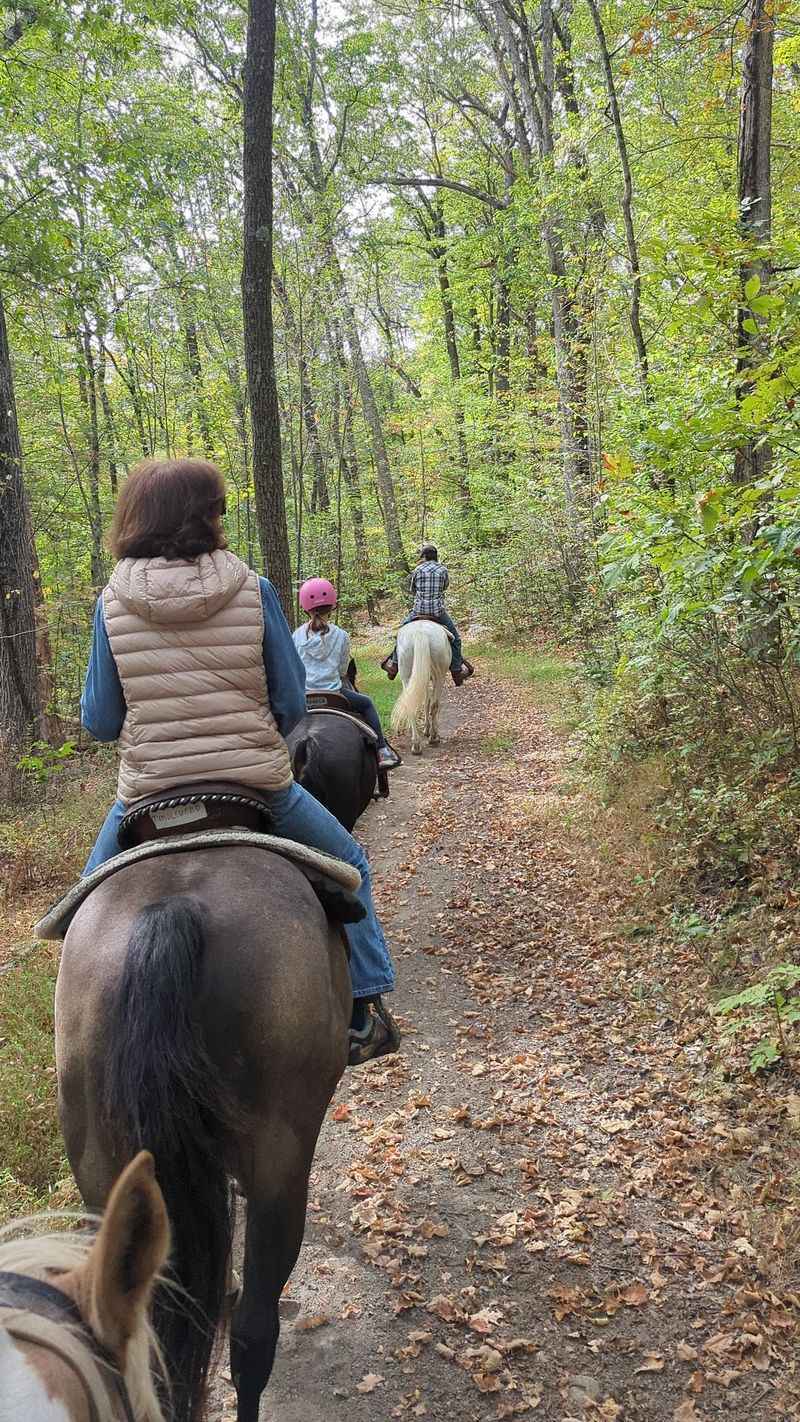 Tame Horses That Know The Route Tame Horses That Know The Route