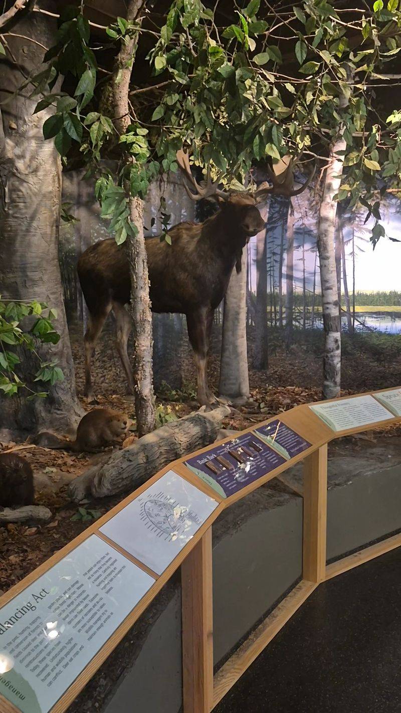 Taxidermy, Animals, and a Big Topographical Map Taxidermy, Animals, and a Big Topographical Map