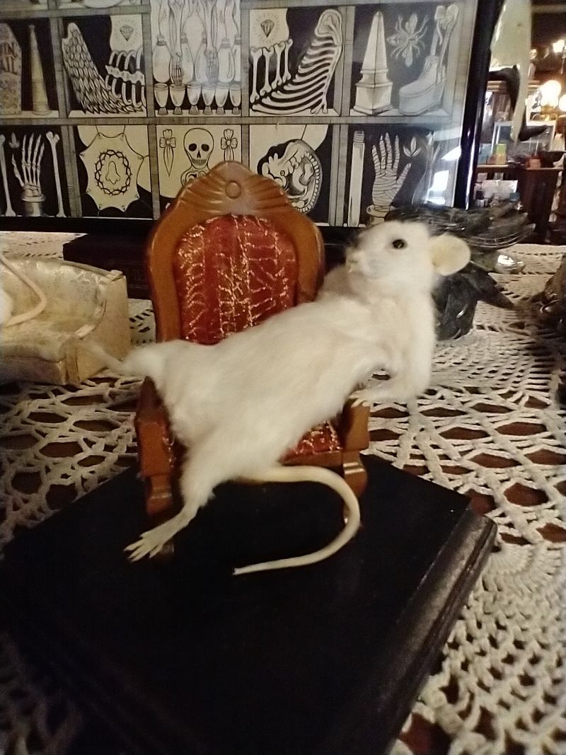 Taxidermy and Oddities That Belong in a Museum