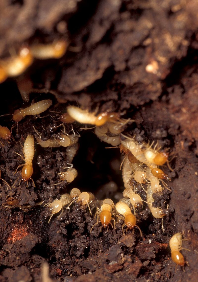 Termites Termites