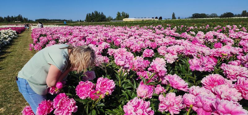 That Unforgettable Peony Fragrance That Unforgettable Peony Fragrance
