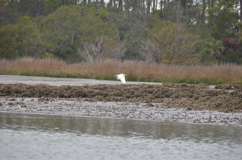 The ACE Basin and Why It Matters