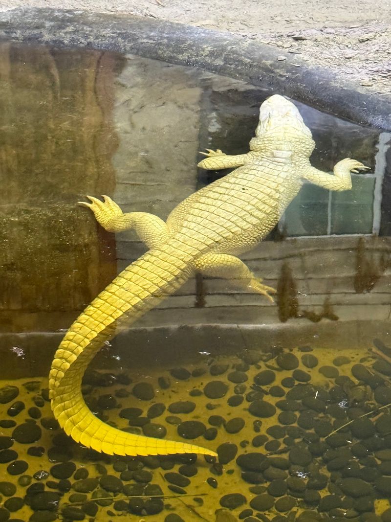 The Albino Alligator You Would Not Expect to Find Here The Albino Alligator You Would Not Expect to Find Here