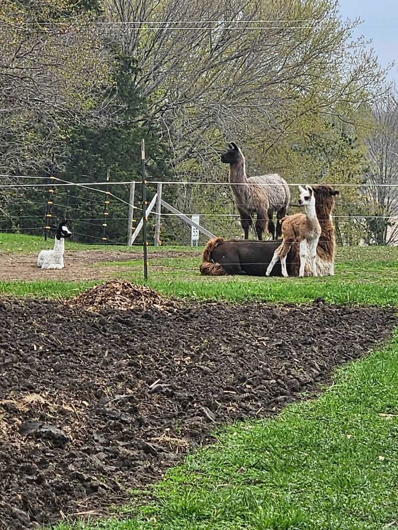 The Alpacas Are There Too The Alpacas Are There Too