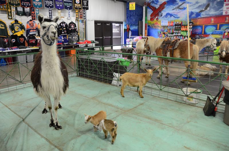 The Animal Section The Animal Section