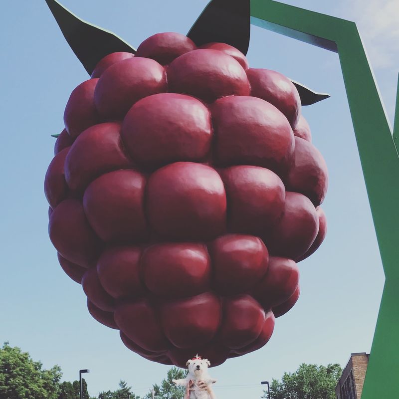 The Annual Hopkins Raspberry Festival