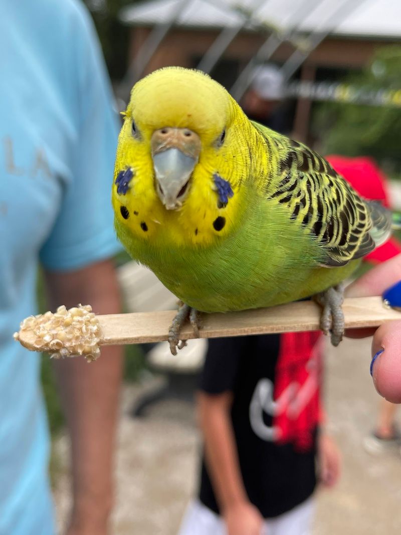 The Aviary: Where the Birds Have No Concept of Personal Space The Aviary: Where the Birds Have No Concept of Personal Space