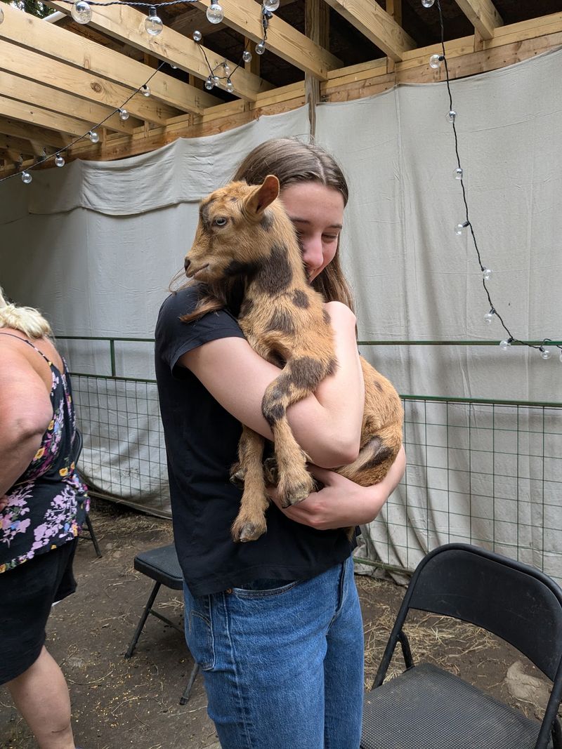 The Baby Goat Cuddle Everyone Talks About The Baby Goat Cuddle Everyone Talks About