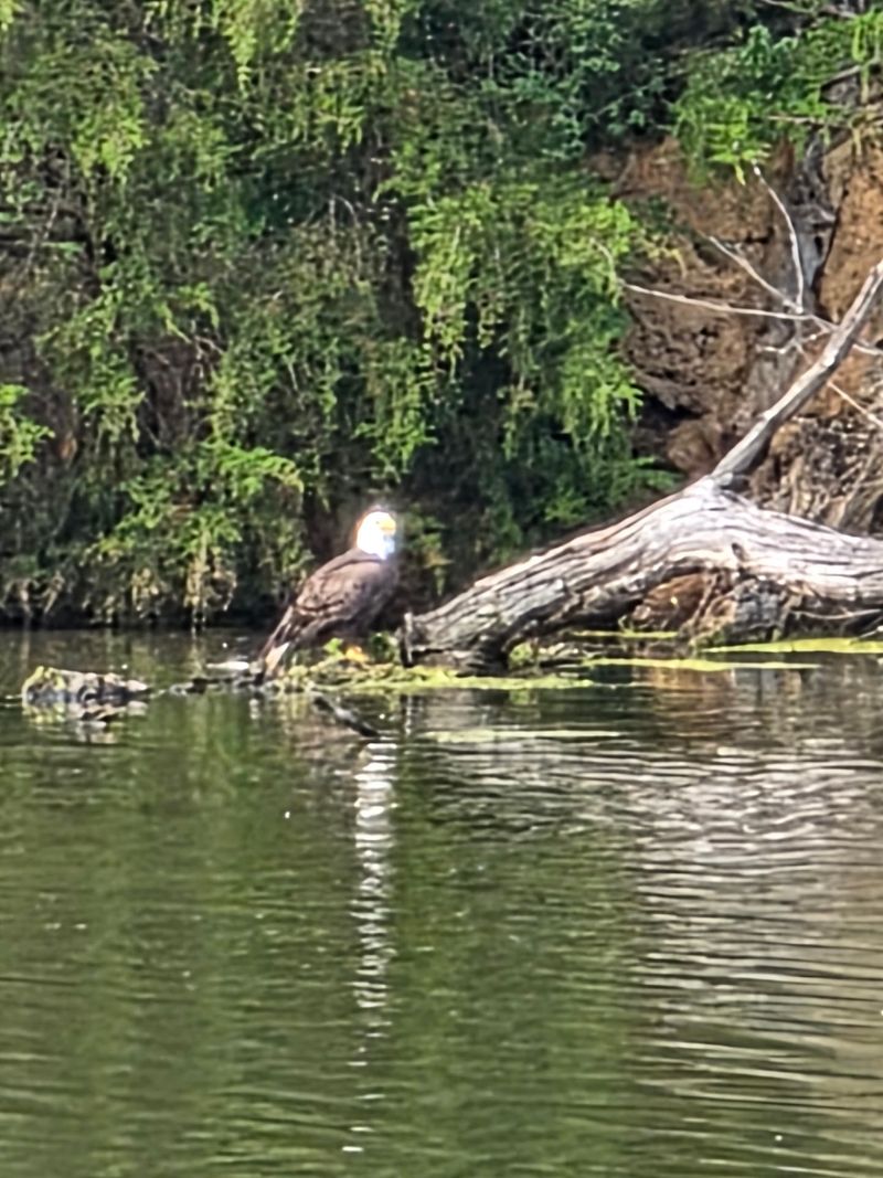 The Bald Eagles That Steal the Show