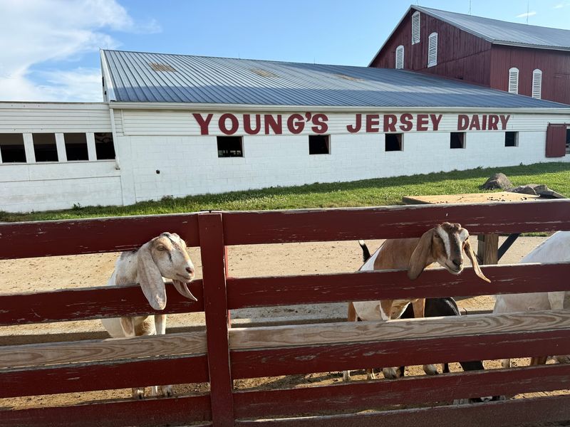 The Barn, the Goats, and the Baby Calves