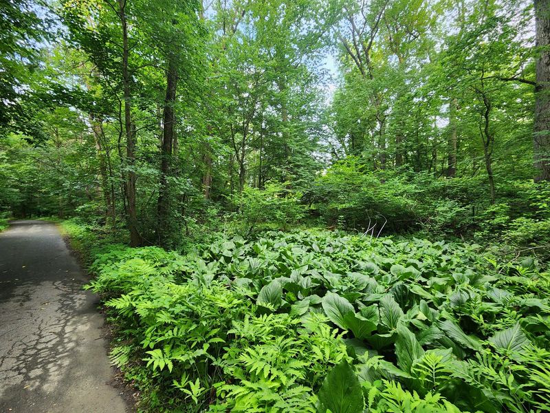 The Bellevue Woods Nature Preserve: A Piedmont Forest Pocket Worth Protecting The Bellevue Woods Nature Preserve: A Piedmont Forest Pocket Worth Protecting