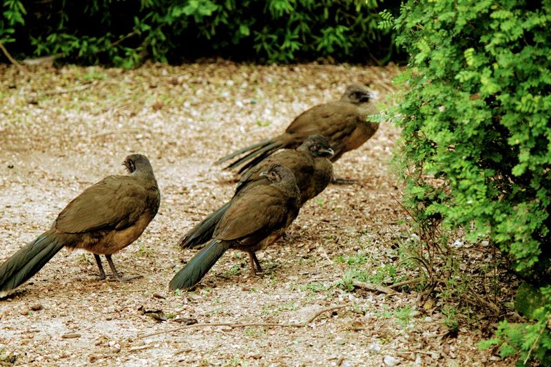 The Bird Diversity That Puts This Valley on the Map The Bird Diversity That Puts This Valley on the Map