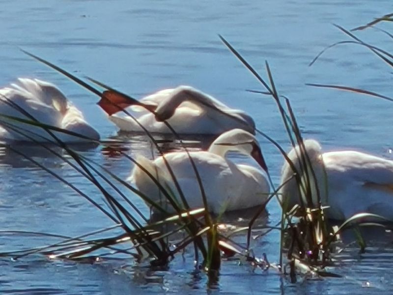 The Bird Life That Makes Birders Lose Their Minds