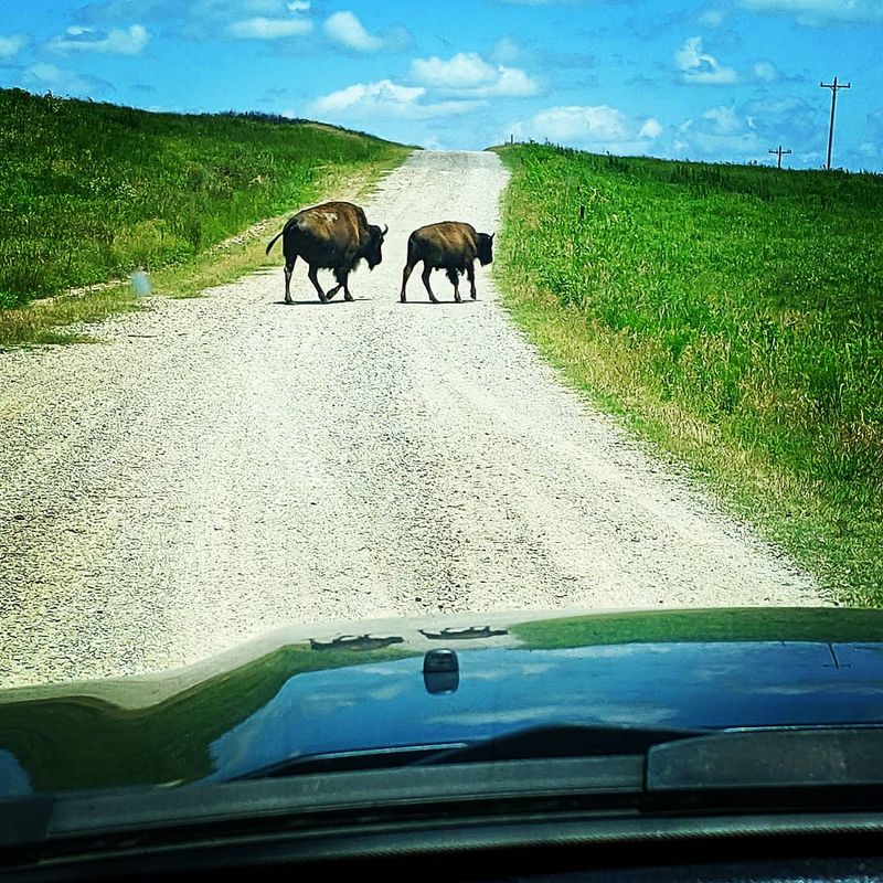 The Bison Loop Drive The Bison Loop Drive