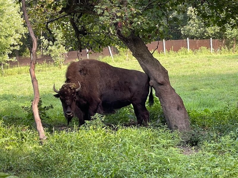 The Bison You Probably Did Not Expect to Find Here The Bison You Probably Did Not Expect to Find Here