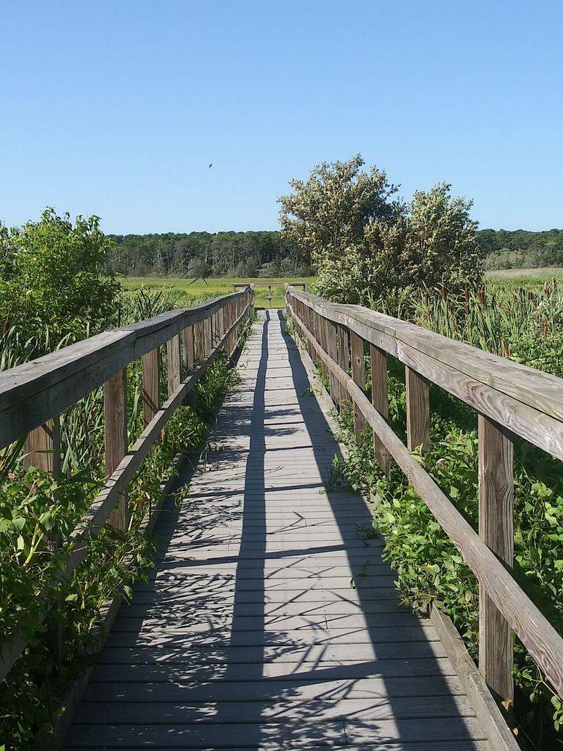 The Boardwalk Over the Marsh