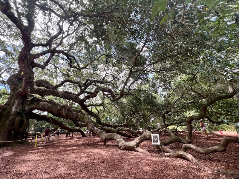 The Branches That Touch the Ground The Branches That Touch the Ground