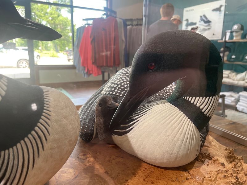 The Broader Importance of Loon Research in Minnesota The Broader Importance of Loon Research in Minnesota