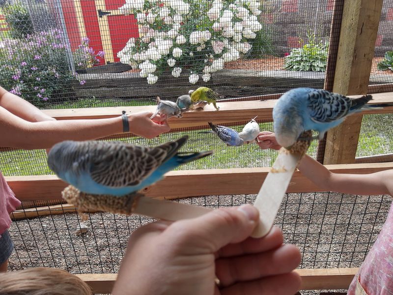 The Budgie Room That Steals the Show The Budgie Room That Steals the Show