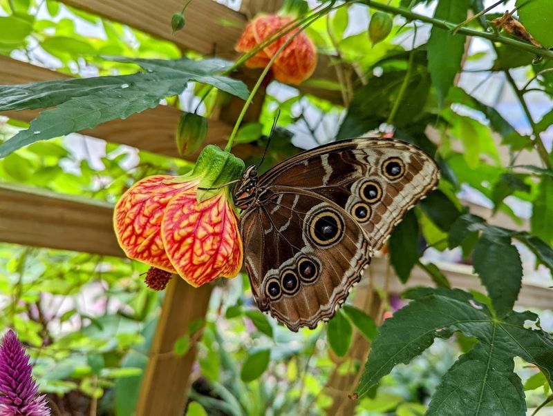 The Butterfly Garden That Steals Hearts