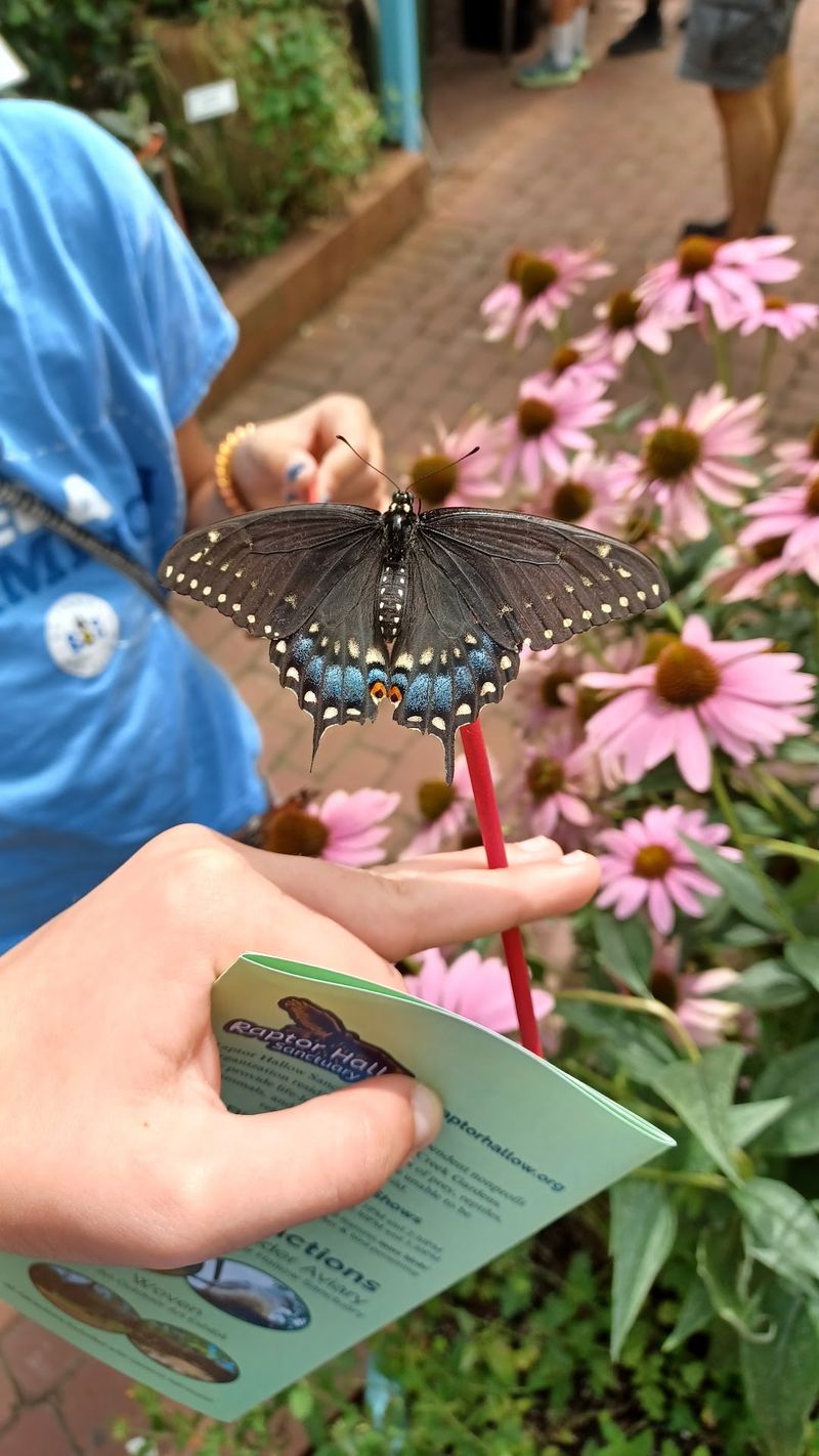 The Butterfly House: Where the Magic Happens The Butterfly House: Where the Magic Happens