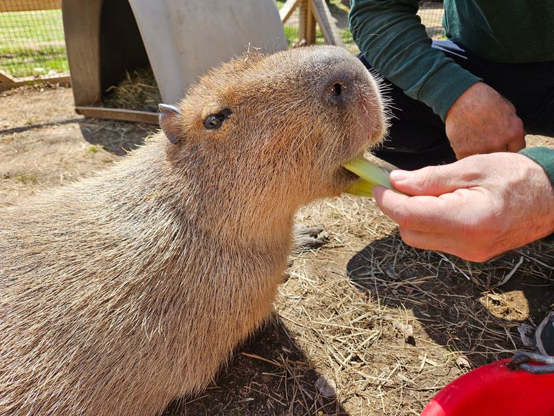 The Capybara Encounter Everyone Talks About
