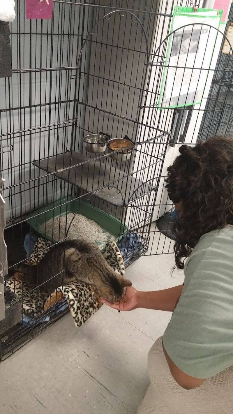 The Careful Vetting Behind Every Adoption