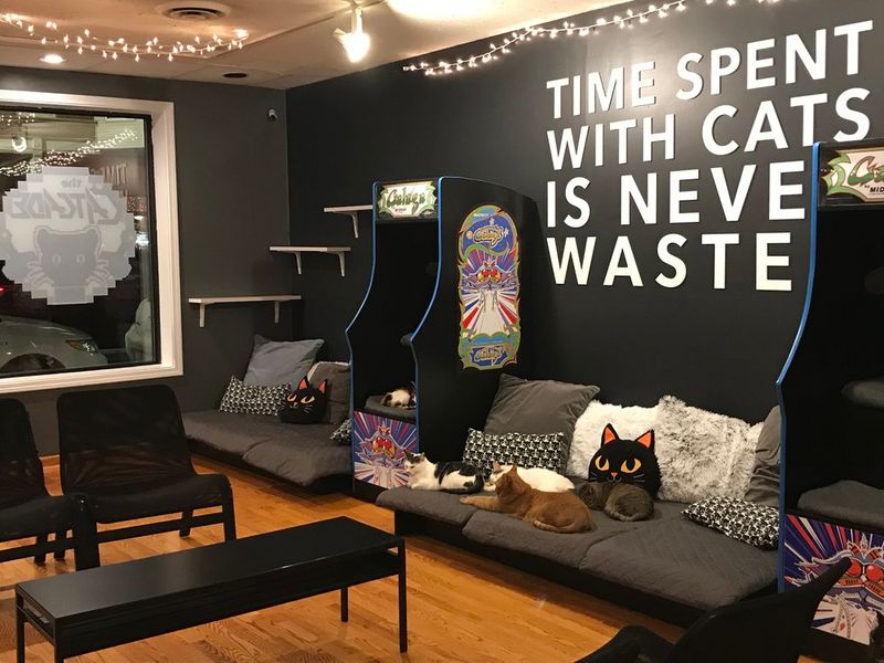 The Catcade - Chicago The Catcade - Chicago