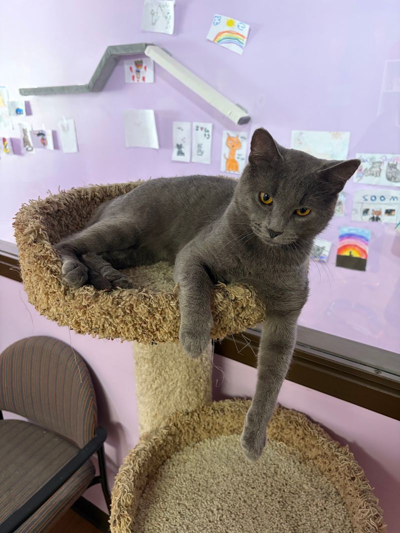 The Cats' Pyjamas Cat Cafe - Springfield The Cats' Pyjamas Cat Cafe - Springfield