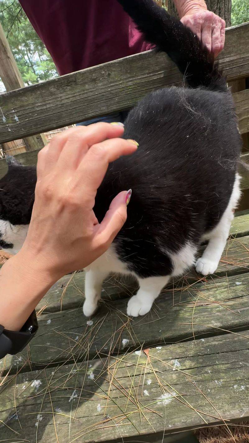The Cats That Appoint Themselves Your Tour Guides The Cats That Appoint Themselves Your Tour Guides