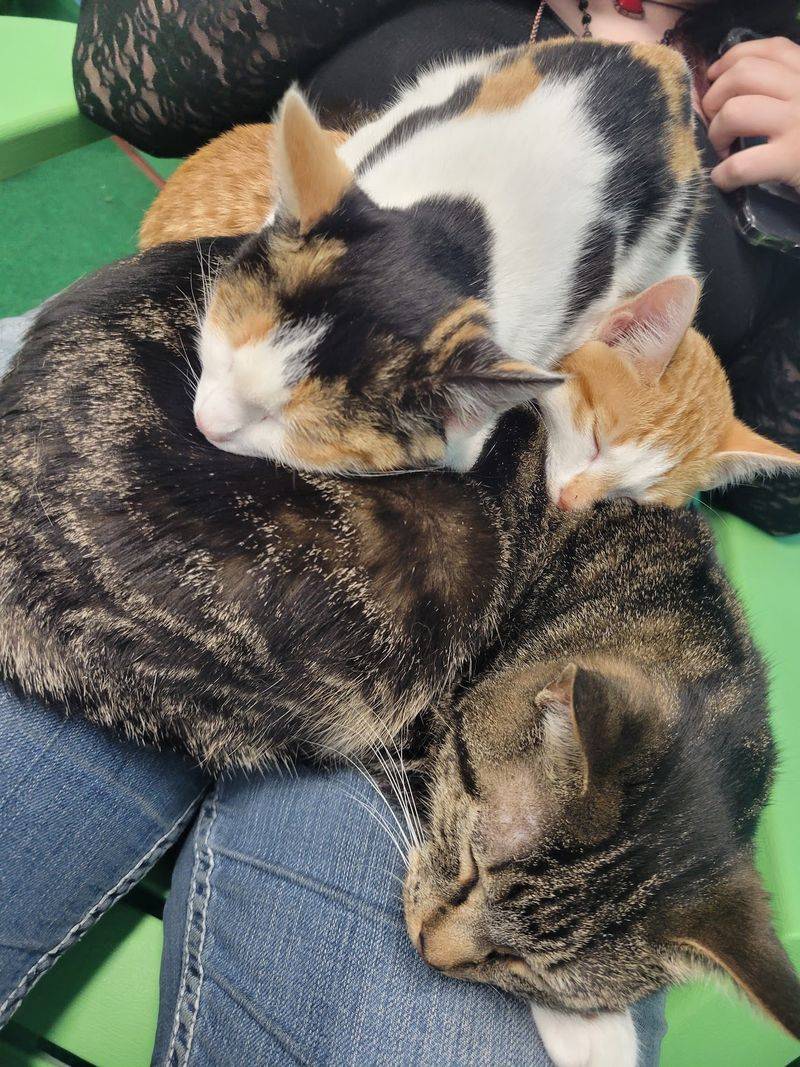 The Cats Themselves The Cats Themselves