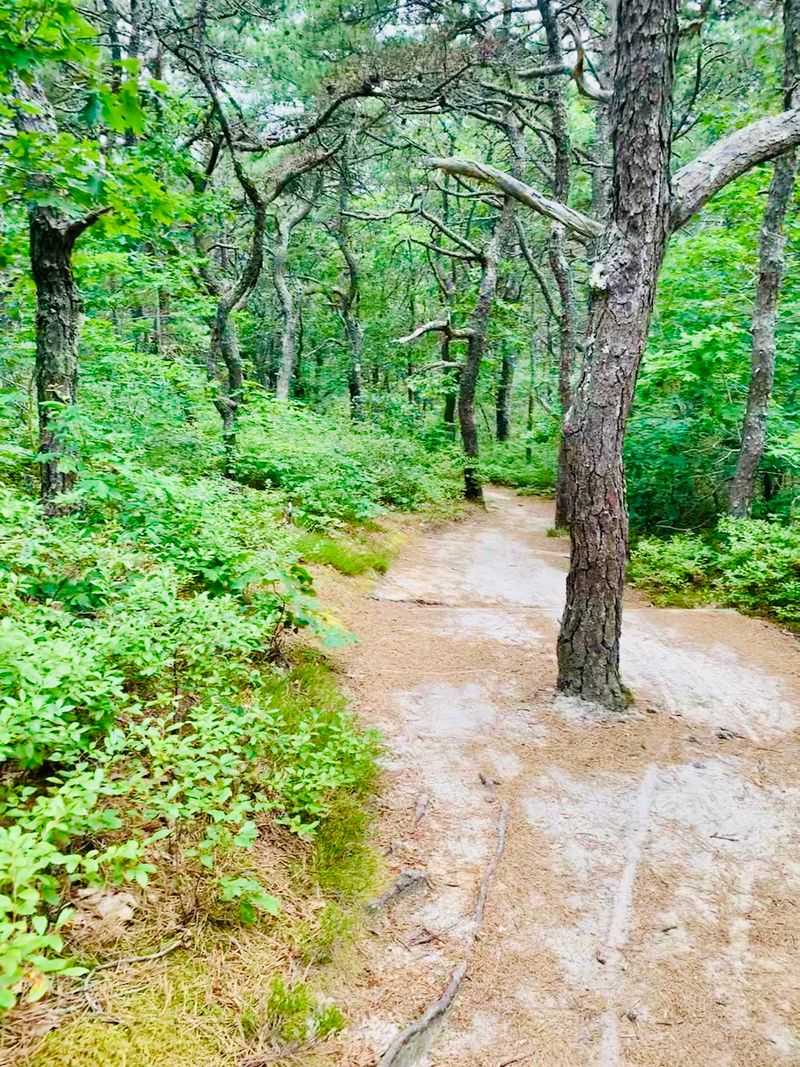 The Cedar Swamp Trail Tucked Off the Same Lot The Cedar Swamp Trail Tucked Off the Same Lot