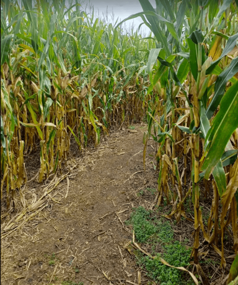 The Corn Maze And Other Kid-Friendly Extras The Corn Maze And Other Kid-Friendly Extras