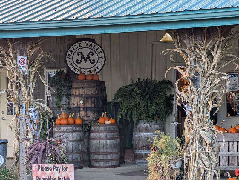 The Corn Maze That Swallows Your Afternoon The Corn Maze That Swallows Your Afternoon
