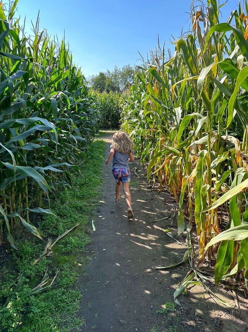 The Corn Maze That Takes Real Strategy The Corn Maze That Takes Real Strategy