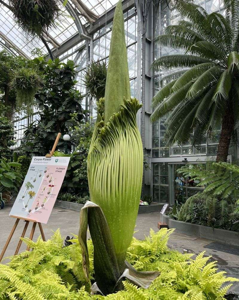 The Corpse Flower: A Rare and Remarkable Event