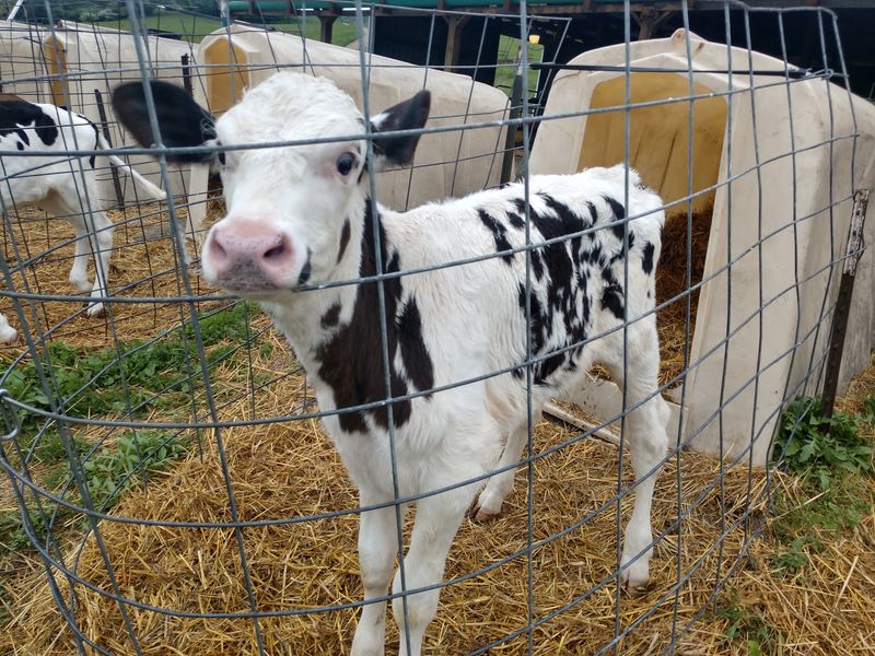 The Cows Behind Every Scoop and Slice