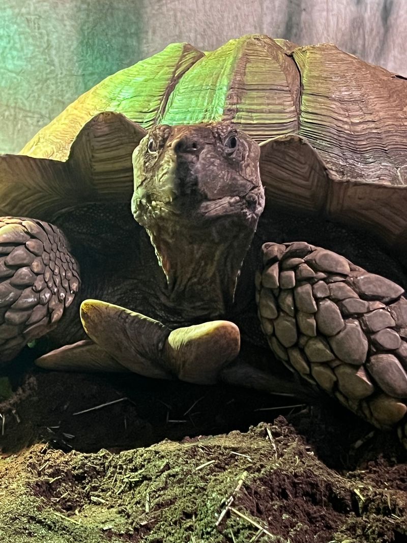 The Crittertarium: Reptiles, Alligators, and One Very Large Snapping Turtle The Crittertarium: Reptiles, Alligators, and One Very Large Snapping Turtle