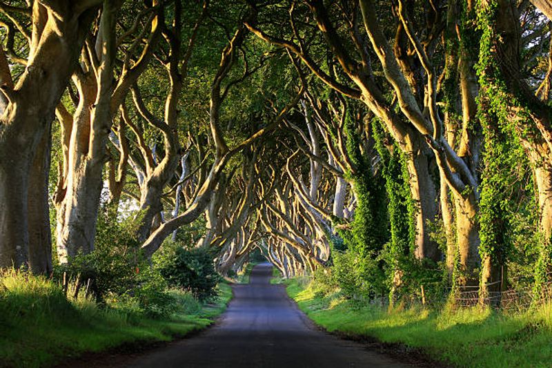 The Dark Hedges, Armoy, County Antrim, Northern Ireland The Dark Hedges, Armoy, County Antrim, Northern Ireland