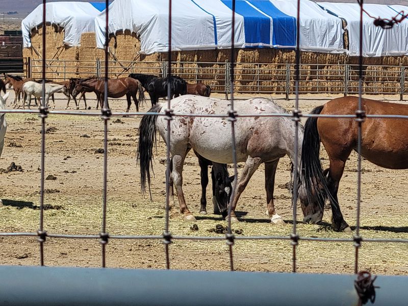 The Debate Surrounding Wild Horse Management The Debate Surrounding Wild Horse Management
