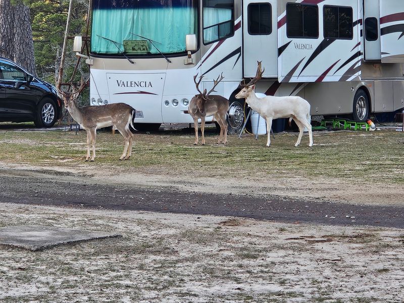 The Deer That Have No Fear of People