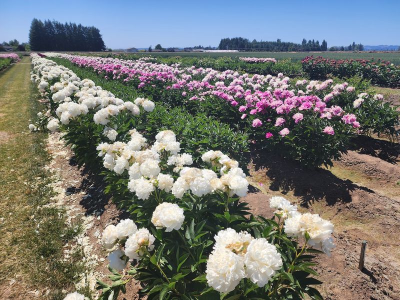 The Display Garden and Endless Production Fields The Display Garden and Endless Production Fields