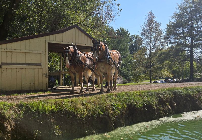 The Draft Horses That Make It All Happen The Draft Horses That Make It All Happen