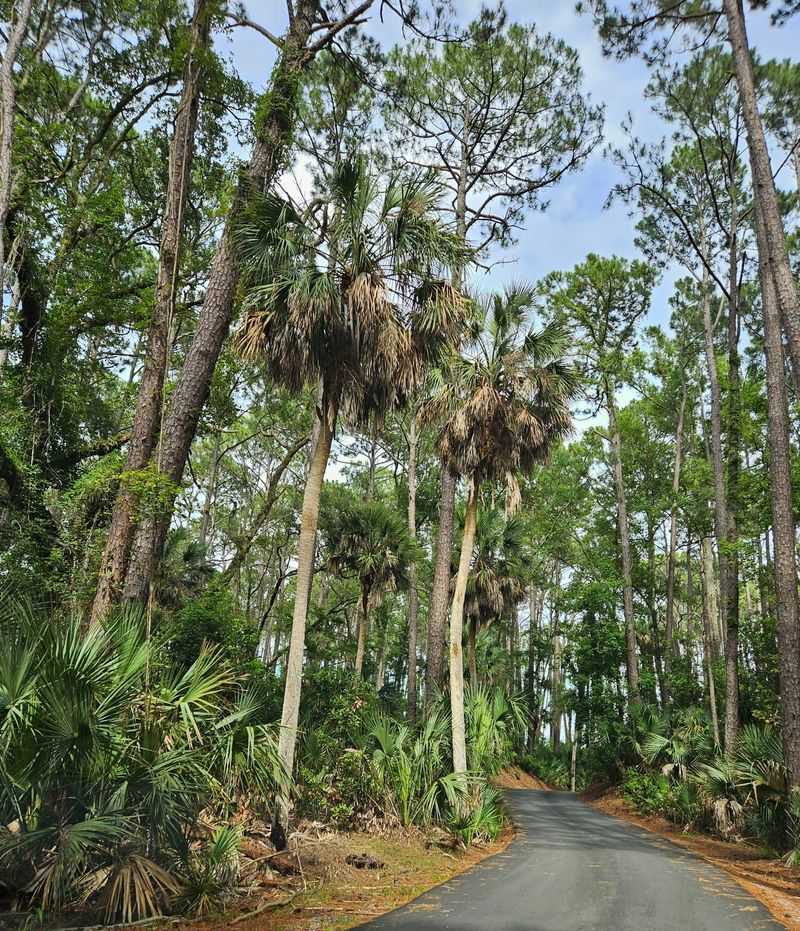 The Drive That Feels Like Jurassic Park The Drive That Feels Like Jurassic Park